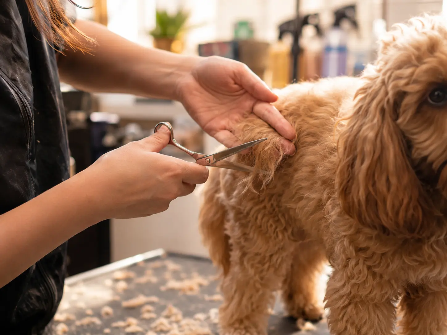 Pet groomer's hands brushing a dog's coat at a grooming salon